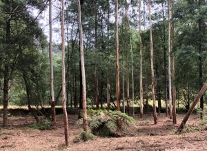 forestry mulching yarra valley